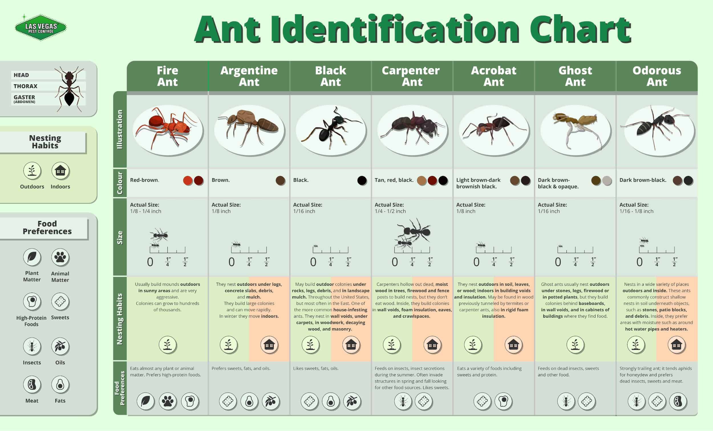 Common Ants in Las Vegas | Las Vegas Pest Control