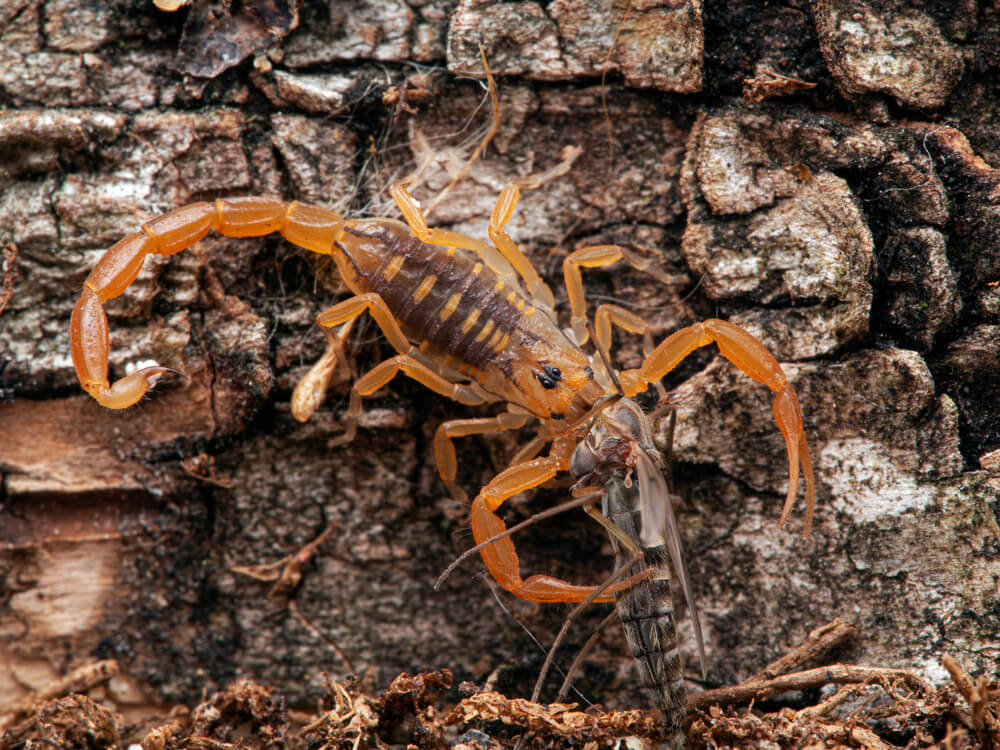 A light brown Bark Scorpion, identified by its slender pincers and distinct tail, crawls on the rough tree bark, clutching an insect in its claws. The detailed texture of the bark highlights the prowess of this venomous predator.