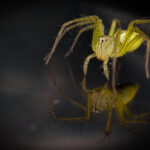 A close-up of a Yellow Sac Spider with long legs is seen against a dark background. The spider, part of many identification guides for its distinctive color, is reflected on a glossy surface below, creating a clear mirror image.