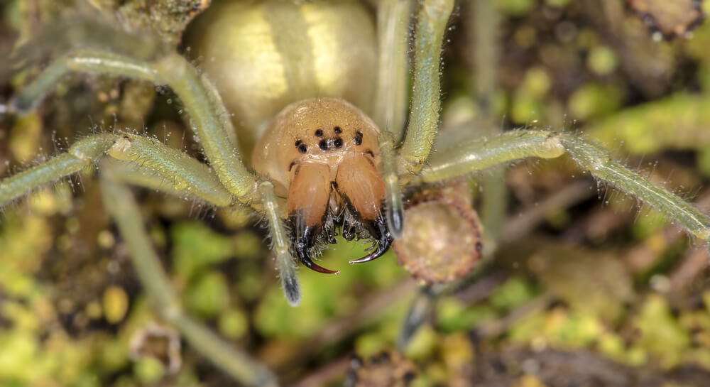 Close-up image of a Yellow Sac Spider with large fangs and multiple eyes, displaying a light brown body and legs. This identification guide showcases the spider in its natural environment, with a blurred green and brown background for added emphasis.