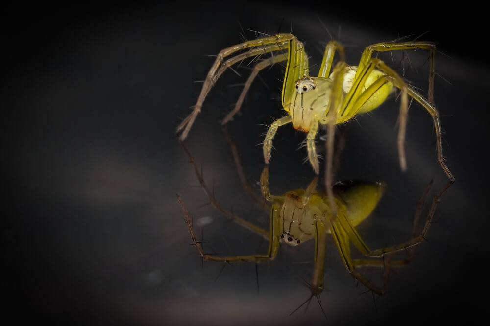 A close-up of a Yellow Sac Spider with long legs is seen against a dark background. The spider, part of many identification guides for its distinctive color, is reflected on a glossy surface below, creating a clear mirror image.