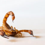 Close-up of an Arizona Bark Scorpion on a light surface, displaying its raised tail and pincers. The scorpion is brown with segmented body parts, emphasizing its defensive posture. A reminder of the importance of safety and awareness in scorpion-prone areas.