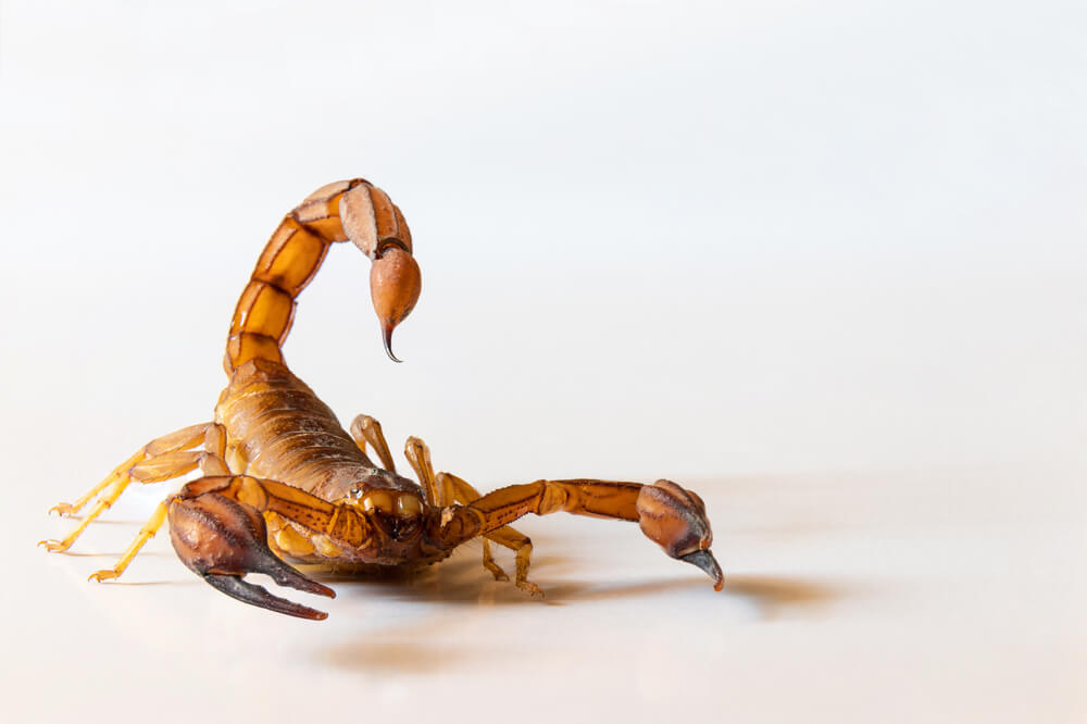 Close-up of an Arizona Bark Scorpion on a light surface, displaying its raised tail and pincers. The scorpion is brown with segmented body parts, emphasizing its defensive posture. A reminder of the importance of safety and awareness in scorpion-prone areas.